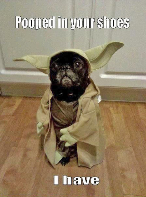 Cute little Yoda...