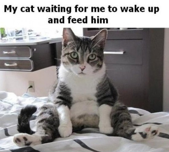 My cat waiting for me to wake up and feed him...