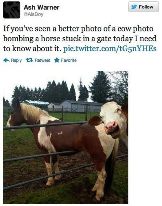 Great photo of a cow photobombing a horse...